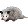 Эмодзи Opossums