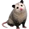Эмодзи Opossums