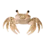 Эмодзи Treasures from the Sea