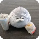 Тюленчик