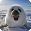 Эмодзи Тюленчик