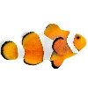 Эмодзи Sea World