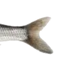Эмодзи Animals