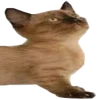 Эмодзи Animals