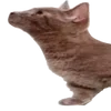 Эмодзи Animals