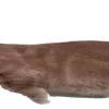 Эмодзи Animals