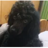 Эмодзи Алиса котопёс