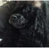 Эмодзи Алиса котопёс