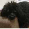 Эмодзи Алиса котопёс