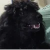 Эмодзи Алиса котопёс