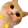Lots Of Kitties