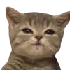 Эмодзи Lots Of Kitties