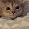 Эмодзи Lots Of Kitties