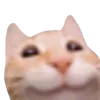 Эмодзи Lots Of Kitties
