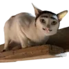 Эмодзи Lots Of Kitties