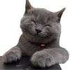 Эмодзи Lots Of Kitties