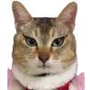 Эмодзи Lots Of Kitties