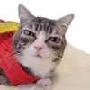 Эмодзи Lots Of Kitties