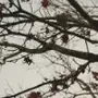 Эмодзи Early autumn