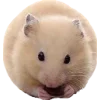 Эмодзи Hamsters