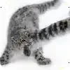 Эмодзи emoji_barsiki