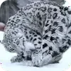 Эмодзи emoji_barsiki