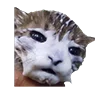 Эмодзи bbycEmoji
