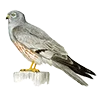 Эмодзи Birds
