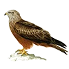 Эмодзи Birds