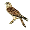 Эмодзи Birds