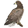 Эмодзи Birds