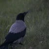 Эмодзи птички с фотографий