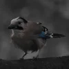 Эмодзи птички с фотографий