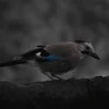 Эмодзи птички с фотографий