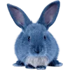 Эмодзи Синий | Blue
