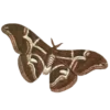 Эмодзи Brown emoji kwii