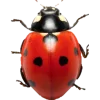 Bugs and stuff