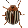 Эмодзи Bugs and stuff
