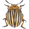 Эмодзи Bugs and stuff