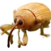 Эмодзи Bugs and stuff