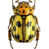 Эмодзи Bugs and stuff