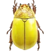 Эмодзи Bugs and stuff