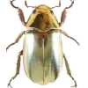 Эмодзи Bugs and stuff