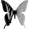 Эмодзи Butterfly 🦋
