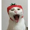 Котики