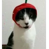 Эмодзи Котики