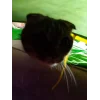 Эмодзи Котики