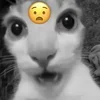 Эмодзи Котики