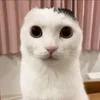 Эмодзи Cats