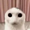 Эмодзи Cats